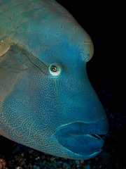 Napoleon wrasse. (Cheilinus undulatus)