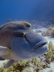 Napoleon wrasse. (Cheilinus undulatus)
