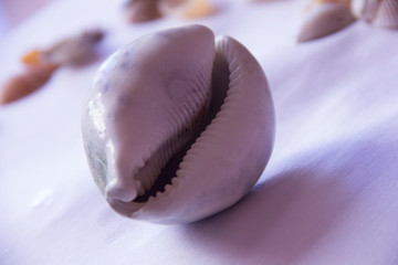 seashell