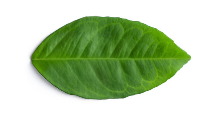 Obraz premium Green natural leaf isolated on white. Fresh avocado leaf bright rich color with streaks. Closeup of a horizontally positioned, a top view. Outer side.