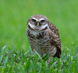 Brown and white spotted burrowing owl with yellow eyes and beak is standing in green grass against a blurred green background.