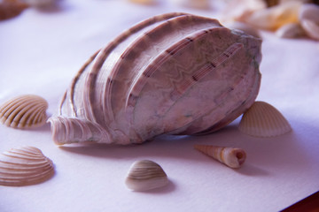 seashell