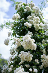 Rosen bis zum Himmel