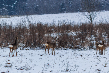 wild deer spotted in winter field