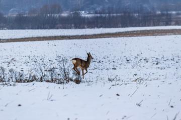wild deer spotted in winter field
