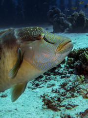 Napoleon wrasse. (Cheilinus undulatus)