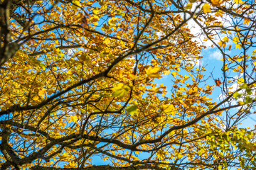 autumn golden colored park with trees and sun rays