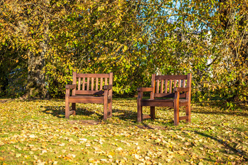 autumn golden colored park with trees and sun rays