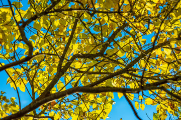 autumn golden colored park with trees and sun rays