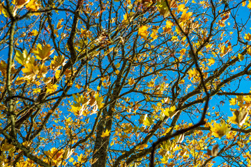 autumn golden colored park with trees and sun rays