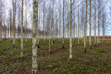 birch trees in spring