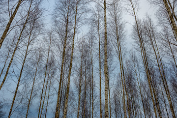 Fototapeta premium birch trees in spring