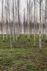 Obraz premium birch trees in spring