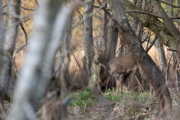 Roe Deer stag, Capreolus capreolus, within a cluster of trees and in open grassland during a bright spring morning in scotland.