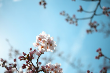さくらの花束