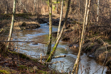 birch trees in spring