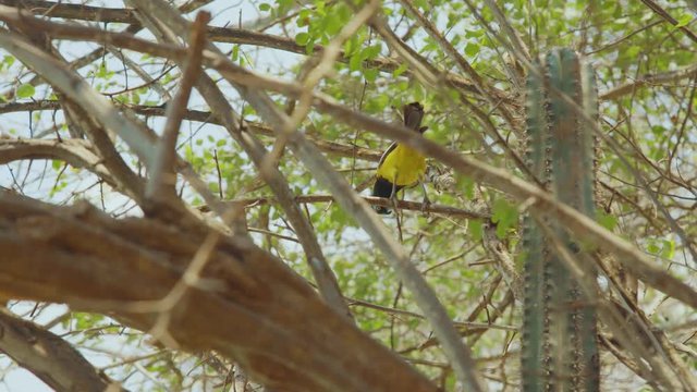 Low angle shot of a beautiful yellow trupial bird perched in a tree in Curacao, Caribbean