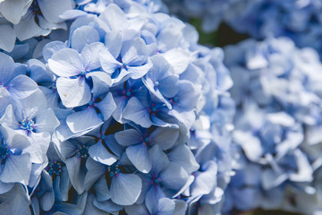 Detail of hortensia blue flowers