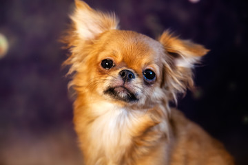 Chihuahua puppy dog is photographed at close range