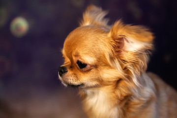 Chihuahua puppy dog is photographed at close range