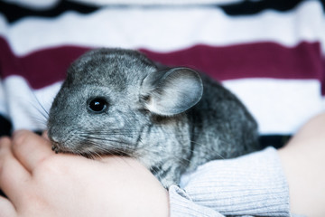 A small grey chinchilla sits on the human hands
