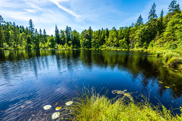 scenic forest lake in sunny summer day with green foliage and shadows