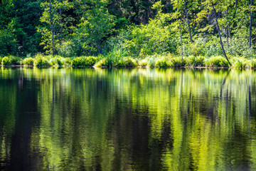 scenic forest lake in sunny summer day with green foliage and shadows