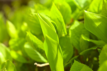 green freshness of grass in spring