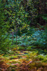 field of orange colored fern leaves in autumn in forest