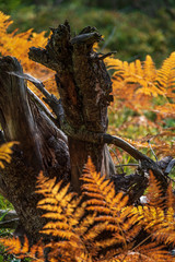 field of orange colored fern leaves in autumn in forest