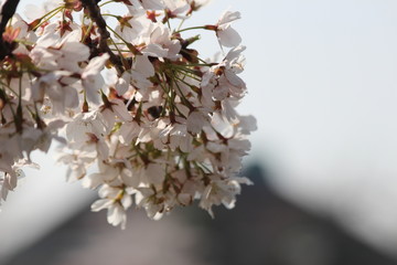 White and pink blossom flowers at the prunus tree in the sun in Nieuwerkerk aan den IJssel
