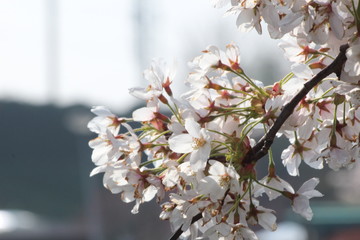 White and pink blossom flowers at the prunus tree in the sun in Nieuwerkerk aan den IJssel