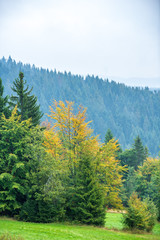 mist rising from valleys in forest in slovakia Tatra mountains