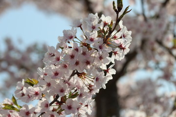 Obraz premium White and pink blossom flowers at the prunus tree in the sun in Nieuwerkerk aan den IJssel