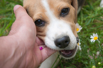 Beagle puppy biting a hand