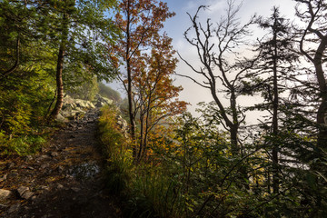 Obraz na płótnie Canvas mist rising from valleys in forest in slovakia Tatra mountains