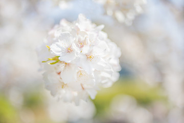 桜,さくら,cherry blossom,サクラ,花,日本