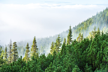 mist rising from valleys in forest in slovakia Tatra mountains