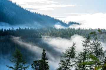 mist rising from valleys in forest in slovakia Tatra mountains