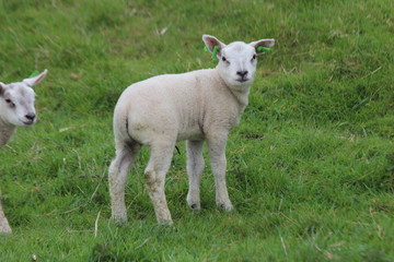 Obraz na płótnie Canvas Cute lambs on the grass at meadows in springtime season in the Netherlands