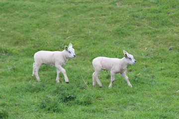 Obraz premium Cute lambs on the grass at meadows in springtime season in the Netherlands