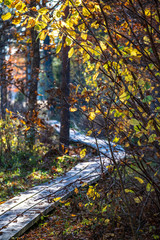 Fototapeta premium wooden boardwalk in wet forest