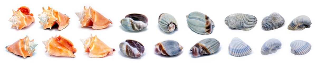 many sea shells in macro photography, photo of shells in high resolution, isolated.
