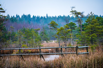 wooden boardwalk in wet forest