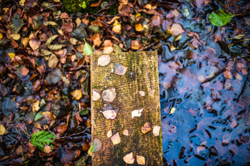 wooden boardwalk in wet forest