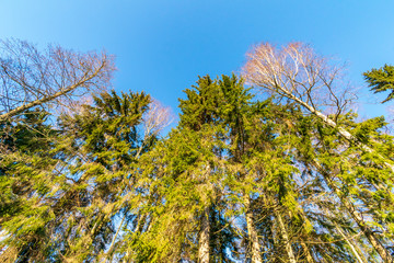 sunny day in forest in snowy winter time