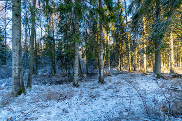 Fototapeta na wymiar sunny day in forest in snowy winter time