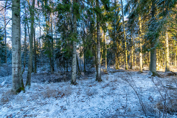 sunny day in forest in snowy winter time