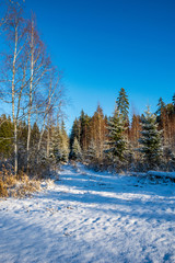 sunny day in forest in snowy winter time
