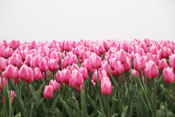 Pink and white colored tulips in rows on  a flowerbulb field in Nieuwe-Tonge in the netherlands during springtime season and fog